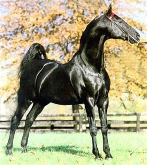 Exploring equine breeds: The American Saddlebred - MSU Extension