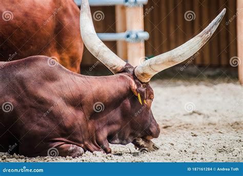 Watusi Cattle with Big Horns Stock Photo - Image of isolated, africa ...