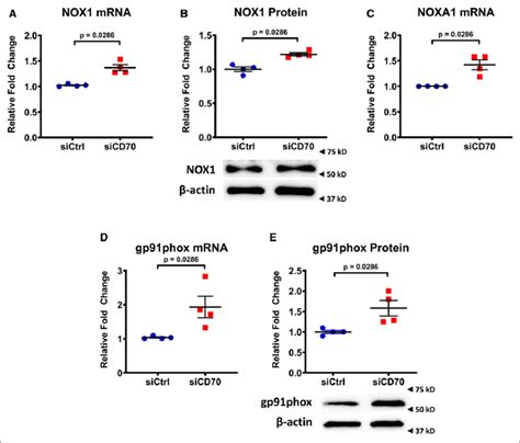 Cd Knockdown Is Associated With Enhanced Nox Nadph Oxidase