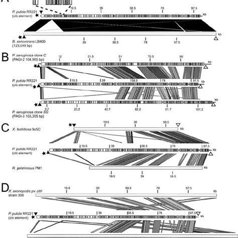 Sequence Characteristics Of The Clc Element A G ϩ C Content Download Scientific Diagram