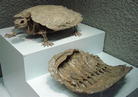 File:Proganochelys quenstedti 1.JPG - Wikimedia Commons