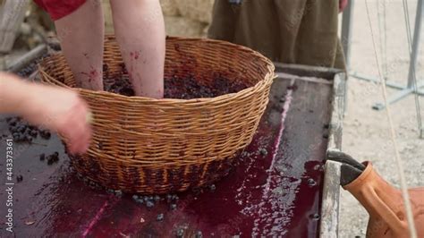 Grape Treading Or Grape Stomping In Traditional Wine Making Grapes Are