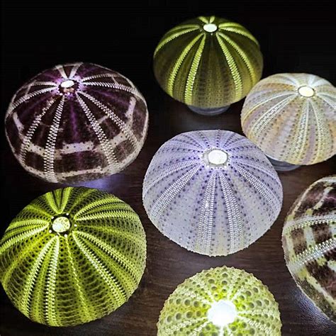 2 Pcs Colorful Natural Sea Urchin Night Light Mini Shell Etsy