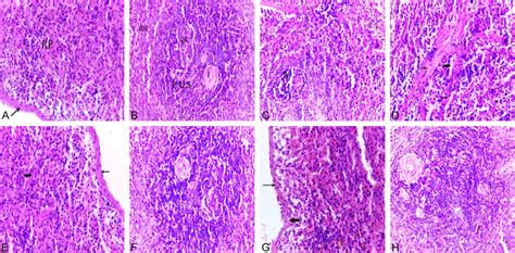 Photomicrographs Of Spleen Tissues Of A Normal Adult Rat A B Normal