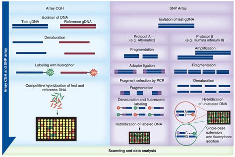 Examples Of Array Comparative Genomic Hybridization And Snp Array