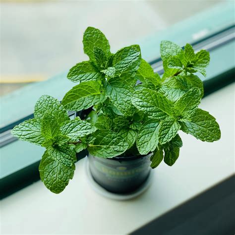 10 Best Plants and Herbs to Repel Mosquitoes Naturally – Arber