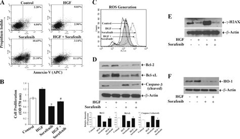 Activation Of C Met In Cancer Cells Mediates Growth Promoting Signals