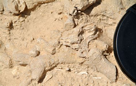 Sicilian fossils at last! | Wooster Geologists