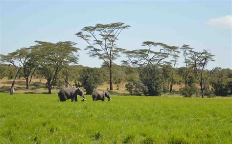 Tanzania Rainfall Guide Planning Your Safari By Month Lappet Faced