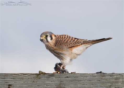 Female American Kestrel Eating A Vole On The Wing Photography