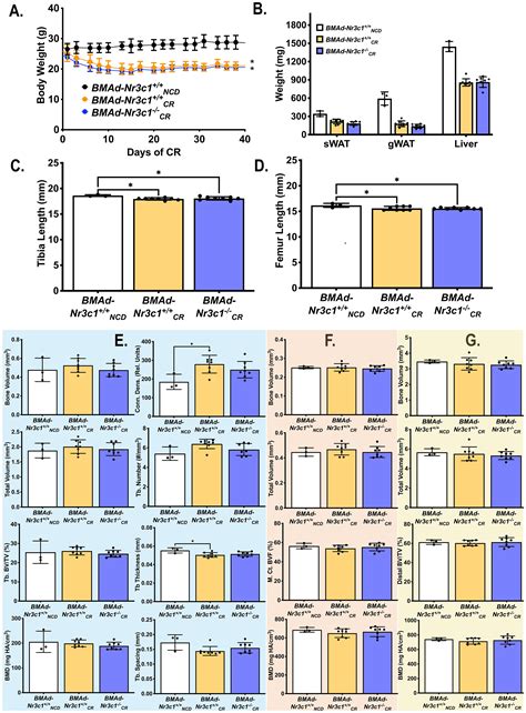 Frontiers Deficiency Of Glucocorticoid Receptor In Bone Marrow