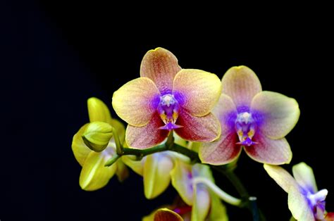 Shenzhen Nongke Orchid Wallpapers Images Photos Pictures Backgrounds