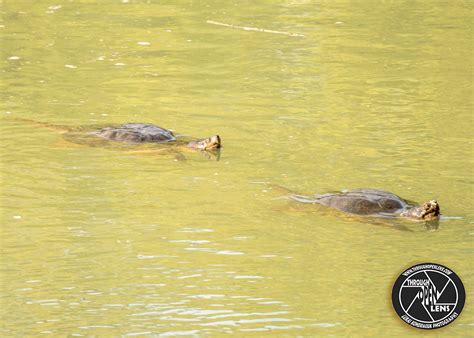 If A Turtle Loses Its Shell Is It Naked Or Homeless Through Open Lens