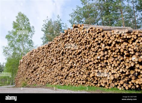 Big Timber Hi Res Stock Photography And Images Alamy