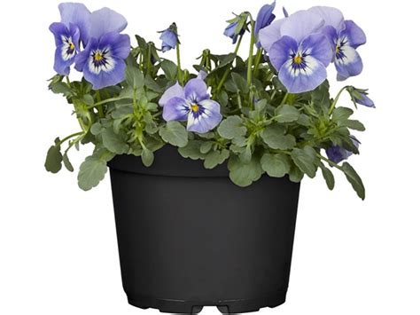 Hornveilchen Patiola Farbmix Topf Ca Cm Viola Cornuta Kaufen