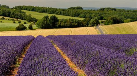 These Lavender Fields Are Just Over An Hour From Birmingham