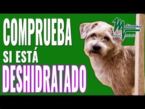 Lucha contra la deshidratación en perros todo lo que debes saber para