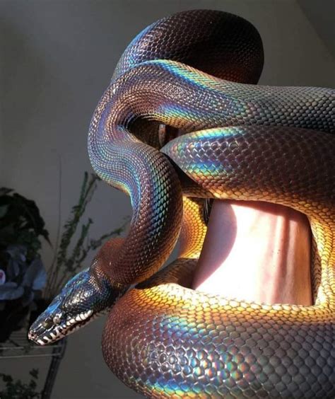 Радужная Змея Фото – Telegraph