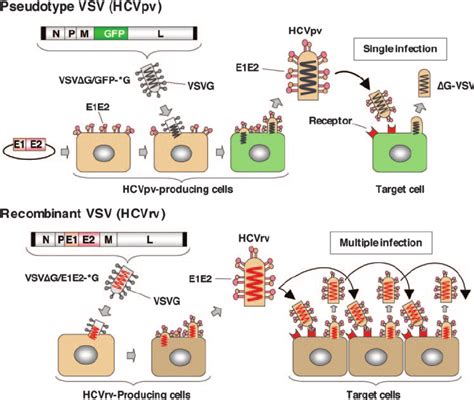 Schematic representation of the production of HCVpv and HCVrv.... | Download Scientific Diagram