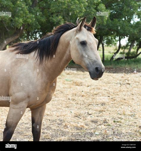 Buckskin American Quarter Horse Equus Caballus Closeup Oklahoma Usa