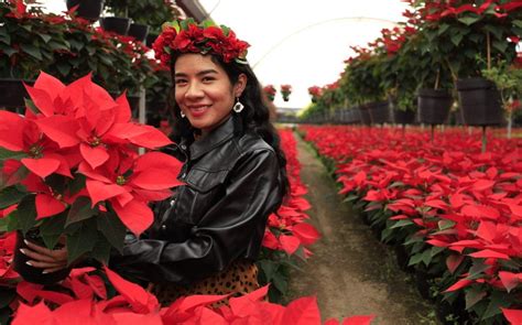 Festival Flores De Nochebuena En Cdmx Fechas Horario Y Lugar