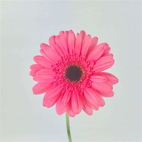 GERBERA DAISY- PINK - Wholesale Bulk Flowers - Cascade Floral