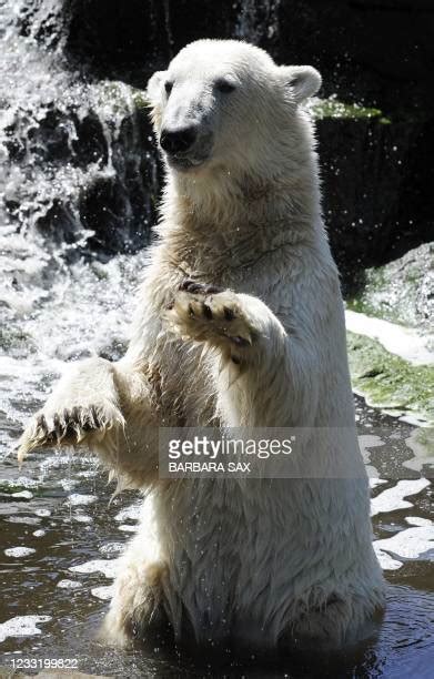 Barbara Bears Photos And Premium High Res Pictures Getty Images