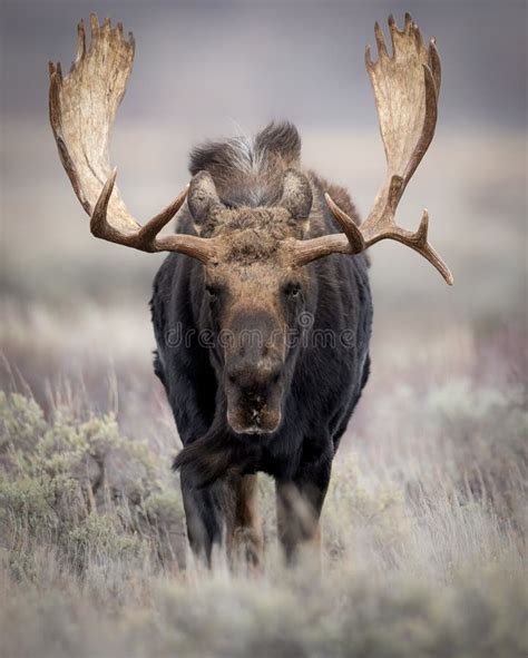 Moose in the Grand Tetons stock photo. Image of elephant - 237288578