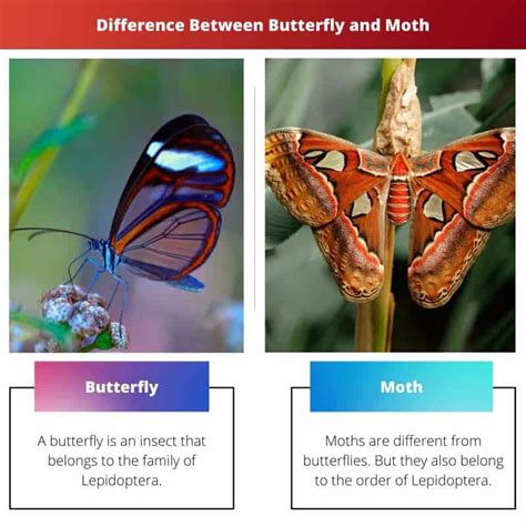 Butterfly vs Moth: Difference and Comparison