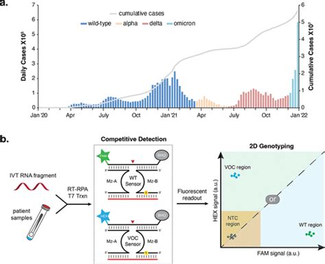 REVEALR Based Genotyping Of SARS CoV 2 Variants Of Concern In Clinical