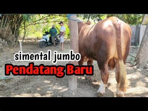 PENDATANG BARU GOMBLOH SAPI JUMBO NON POEL YouTube