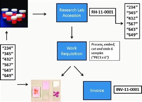 In The Research Laboratory Multiple Research Specimens With Different