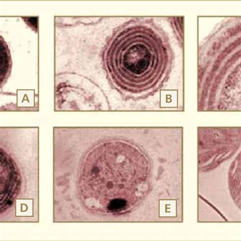 Transmission Electron Micrographs Of Unicellular Cyanobacteria A