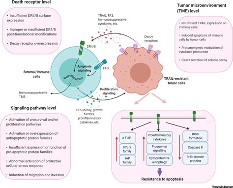 TRAIL Of Hope Meeting Resistance In Cancer Trends In Cancer