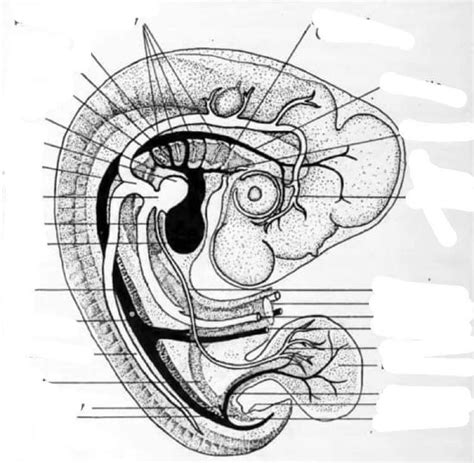 96 Hours Chick Embryo Diagram Quizlet