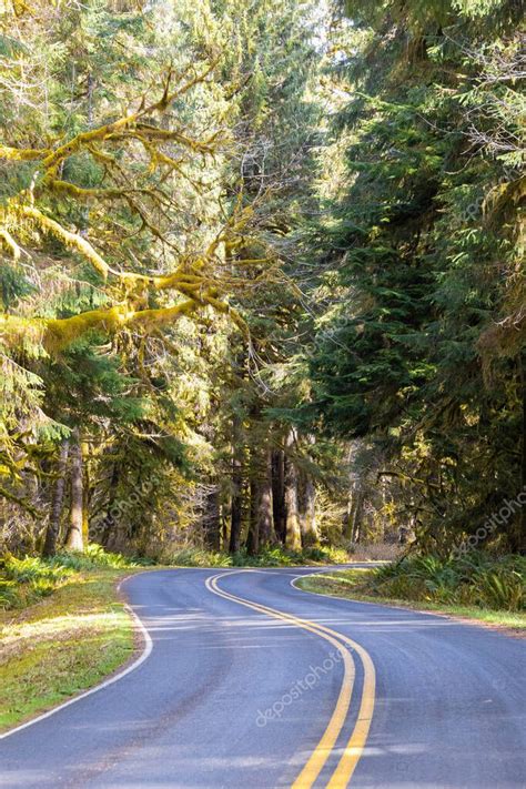 Un Camino Vac O Atravesando La Exuberante Vegetaci N De La Selva