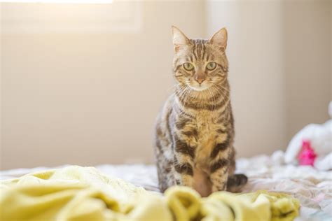 Why Your Cat Is Peeing on Your Bed and How to Stop It | PawTracks