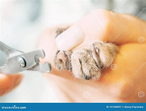 Veterinarian Trimming Claws of Cat with Clippers. Stock Image - Image of unrecognizable, hand ...