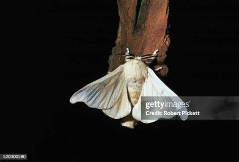 Silk Moth Photos and Premium High Res Pictures - Getty Images