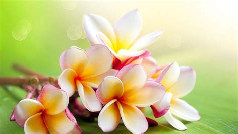 Jasmine Flower Wallpapers - Wallpaper Cave