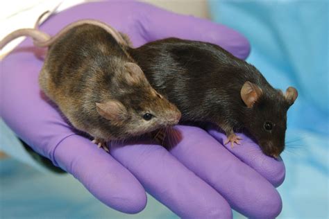 Scientists Discover That Male And Female Mice Process Pain Differently