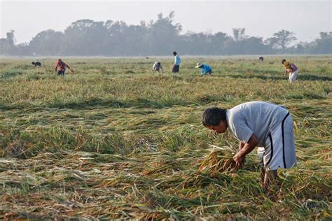 Mga Peste Tuwing Tag Lamig Problema Ng Mga Magsasaka Sa Pangasinan