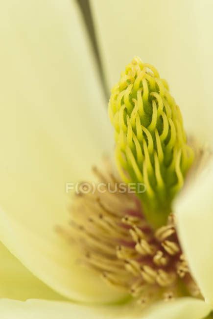 Close up of magnolia blossom — photography, vegetation - Stock Photo ...