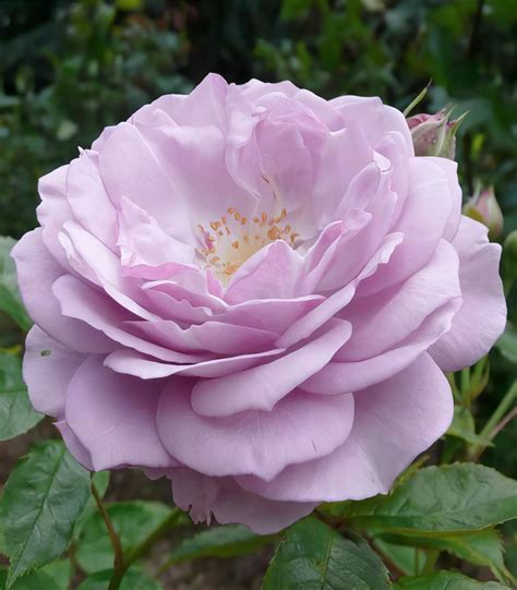 Плетистые розы