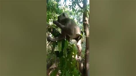 Monkey Comedy Videos Of Short₹funny Subscribe Shortvideo 🐒🐒🐒🐒🙈 Youtube