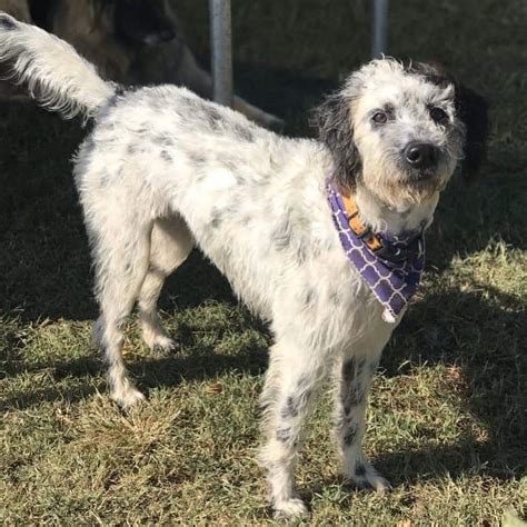 Dalmatian Poodle Mix: A Spot On Adorable Doodle