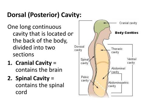 Ppt Body Cavities Powerpoint Presentation Free Download Id2096358