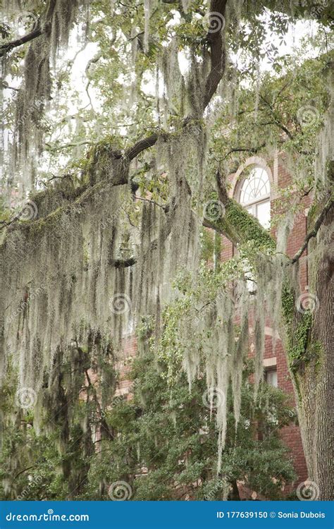 Spanish Moss Tillandsia Usneoides On Crooked Live Oak Trees In Savannah