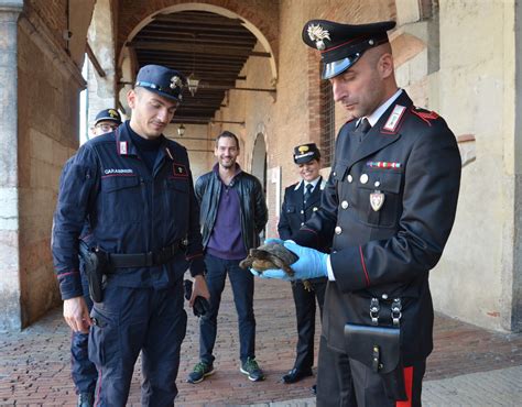 Tre Tartarughe In Via D Estinzione Tratte In Salvo E Ora Adottate A