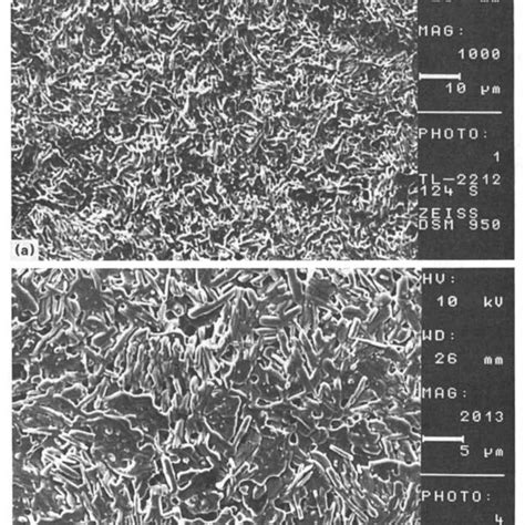 Scanning Electron Microscope Pictures Of Our Ti Ba Cacu O Ceramic Sample Download Scientific